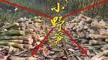整片竹林都是小春笋，一根接一根拔太过瘾，小伙10分钟拔了100斤