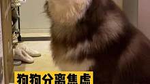 在家独处时不停吠叫，寄养时焦躁不安，分离焦虑值得各位铲屎官特别重视，爱达恬助力我解决烦恼～#阿拉斯加