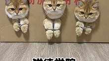 小猫咪不学好！！！送你去猫德学院！