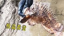 30斤羊血打窝的西毒坑，收获十几斤极品海货，抓捕全程惊喜不断