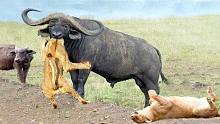 狮子VS水牛-当猎物起来对抗猎人时，野生动物袭击！