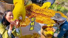 实拍农村这样取蜂蜜，三桶野蜂有这么多蜜，吃一块好甜呀！很纯正