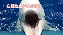 白鲸“模仿秀”模仿各种动物叫声！