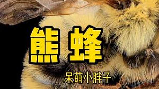 好样说虫子 人胖难看,蜂胖可爱,熊蜂!