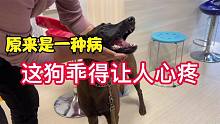 收养的马犬石榴吃草咬石头原来是一种病，去医院乖得让人心疼。