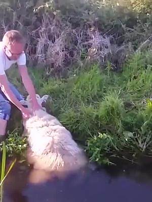可爱的绵羊掉入水沟，被主人救起后，有趣的一幕发生！