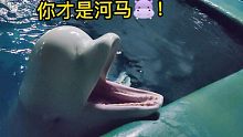 小白鲸被人说是河马！顿时不开心了！！！