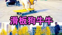 #滑板滑板 #斗牛犬 #法国斗牛犬 滑板狗牛牛下台阶
