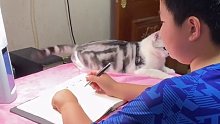 弟弟：这回完不成作业不赖我了，小猫咪不让我写