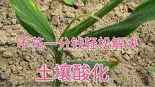 不花一分钱轻松解决土壤酸化