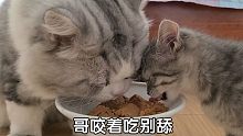 两只猫不同的吃饭方式，如果小八跟金条一般大，小八饭都吃不上