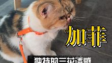 三花加菲猫，猫咖里该如何斩获小猫咪的放心呢？