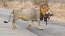 鬣狗家族同类相残，狮王趁机铲除非洲二哥的后代