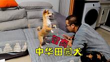 中华田园犬智商让人着迷，别的狗狗死活学不会的技能人家自学成才