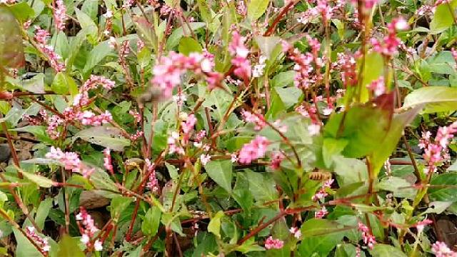 养蜂知识分享:一种做酒曲原料,竟然也流蜜,红色花朵如冬日暖阳