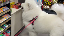 自己会去便利店买冰淇淋的萨摩耶～