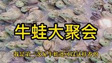 你们吃过牛蛙吗？ 