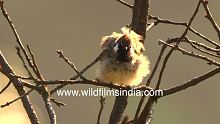 Jaunty jocund cheery White-cheeked Bulbul soaks in