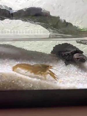 饿了10天的乌龟，遇到小龙虾时会发生什么？镜头记录全过程