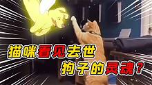 当猫咪看见去世狗子的灵魂？网友用动画还原感人一幕让无数人泪奔