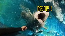 白鲸:不会动的投喂员！可以进食啦！