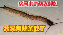 房间来了条大蜈蚣，小何：我又有零食吃了