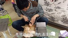 小猫咪月亮的零食吃完了，自制宠物零食开工，健康安全没有任何添加