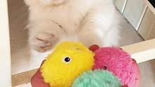 这个小猫咪有点自私，叼着球就跑了，不给别人玩！ 