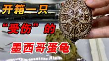 开箱一只被咬伤的墨西哥蛋龟，看到伤口后我懵了