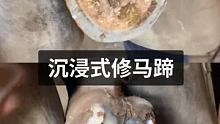 沉浸式修马蹄 #小海豹钉蹄 #钉蹄师 #解压