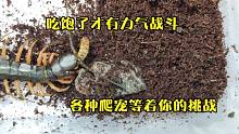 开箱越南间脚蜈蚣，放入饲养盒引起一场大混战，用面包虫结束战斗
