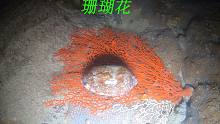 退潮后漂亮的珊瑚礁都显露了出来，连猪崽螺都被吸引着来观赏了