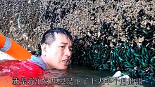 桥墩下青口泛滥没人摘，刀仔乘着海浪摘不停，密密麻麻太壮观了