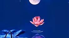 贪得一场镜花水月，终得一场曲终人散。了却半生痴心妄念，再续一朝花好月圆。 #月亮 #荷花  #风景 