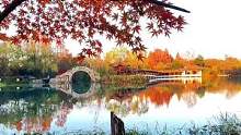 风拂红叶念晚秋， 孤鸿一瞥去难留。 碧水寒潭冷清影， 琴声悠悠诉离愁。