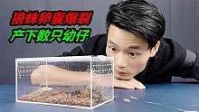 狼蛛深夜卵囊爆裂，成功繁殖出幼仔，数量高达上百只