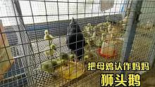 农村大哥养狮头鹅，把小鹅过继给母鸡做孩子，这样既省人工又省事