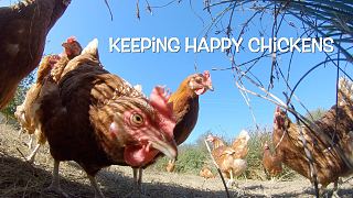 How to Keep Happy Chickens?