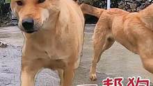 在村口被一群狗狗吠，不出几秒又全部奔向我，看看发生了什么？