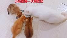 第一次喂五只小奶猫酸奶，有一只失望看着主人，这是蘸饺子吃的吧