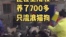 #猫 #流浪猫 #流浪狗 #上海 三个上海基地 700多只流浪猫狗 她快撑不住了 magie小动物保