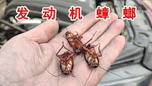 把蟑螂塞进汽车发动机舱里会怎么样？