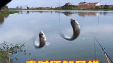 感谢双击，感谢关注，好长时间没跟新希望各位发烧友体谅 #钓鱼 #钓鱼人的快乐 #户外钓鱼