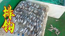 十几块青斋鱼乡仔买来当饵料，出海放1500枚排钩，钓上值钱大猛货