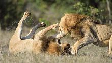 狮王之争，兄弟决裂，结局悲惨