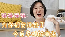 小喵老西家猫猫猫猫的更新：为你们安排好了幸糊的喵生，要开心呀~~