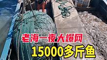老海新渔区干出大爆网，大货把海水弄得浑浊，15000多斤鱼赚得太爽了