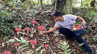 福建老板出2000元一斤收购红菇，小伙扒开树叶一朵接一朵，真过瘾