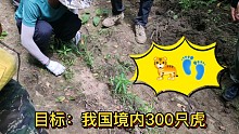 东北能容纳300多只野生东北虎!雌虎83只能可持续种群发展 现在55只