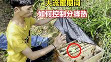 流蜜期怎样控制分蜂热？小伙教你一招，蜂蜜增产还可解除分蜂热